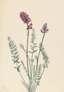 Oxytrope appariscente, Oxytropis splendens, 1922