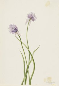 Cipolla siberiana (Allium sibericum) da Mary Vaux Walcott