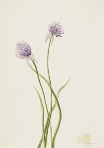 Cipolla siberiana Allium sibericum