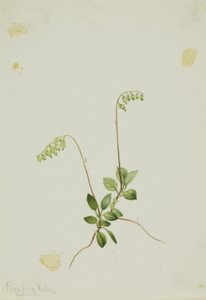 Campanelle laterali Pyrola (Pyrola secunda) da Mary Vaux Walcott