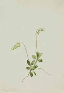 Sidebells Pyrola Pyrola secunda