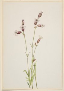 Silene multicaulis da Mary Vaux Walcott