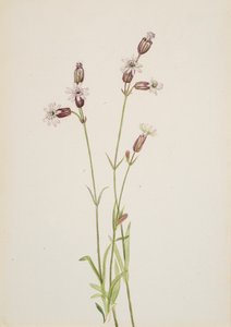 Silene multicaulis da Mary Vaux Walcott