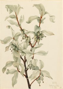 Elaeagnus commutata da Mary Vaux Walcott