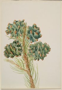 Pino a foglia singola (Pinus monophylla) da Mary Vaux Walcott
