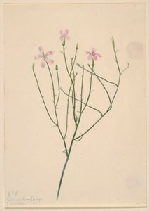Fiore di scheletro (Lygodesmia juncea) da Mary Vaux Walcott