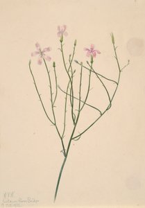 Fiore scheletro Lygodesmia juncea, 1923