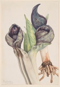 Cavolo nero (Spathyema foetida) da Mary Vaux Walcott
