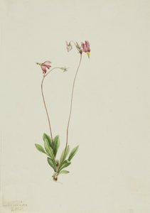 Slender Shootingstar Dodecatheon pauciflorum, 1909 da Mary Vaux Walcott
