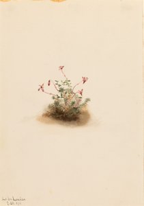 Piccolo mirtillo rosso (Oxycoccus palustris)