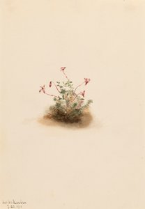 Piccolo mirtillo rosso Oxycoccus palustris, 1911