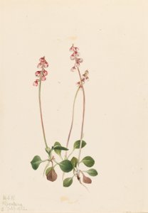 Pirola piccola (Pyrola minor) da Mary Vaux Walcott