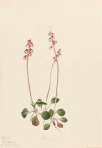 Piccola Pyrola Pyrola minor, 1922