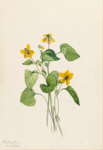 Viola gialla liscia (Viola eriocarpa)