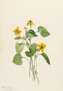 Violetta gialla liscia Viola eriocarpa, 1919