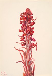 Pianta della neve Sarcodes sanguinea, 1930