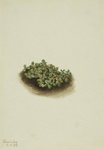 Salice delle nevi (Salix nivalis) da Mary Vaux Walcott