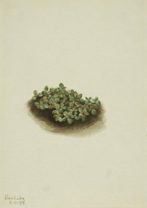 Salice della neve Salix nivalis, 1918 da Mary Vaux Walcott