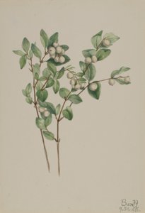 Uva di bosco (Symphoricarpos albus)