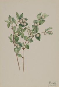 Symphoricarpos albus, 1918