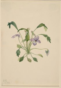Viola del Sud (Viola digitata) da Mary Vaux Walcott