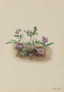 Viola della costa meridionale (Viola septemloba)