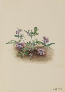Viola della Costa Meridionale Viola septemloba