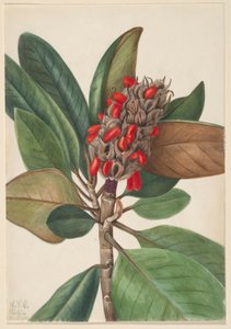 Southern Magnolia (Magnolia grandiflora) da Mary Vaux Walcott