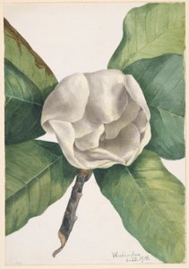 Southern Magnolia (Magnolia grandiflora)
