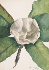 Magnolia del Sud Magnolia grandiflora da Mary Vaux Walcott
