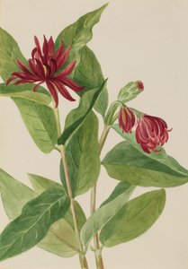Calycanthus occidentalis da Mary Vaux Walcott