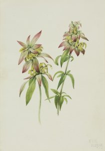 Monarda puntata da Mary Vaux Walcott