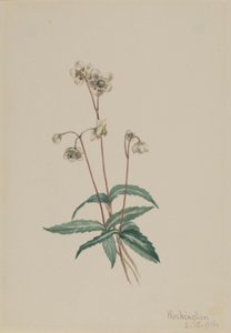 Pipsissewa maculata (Chimaphila maculata) da Mary Vaux Walcott