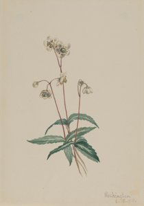 Pipsissewa Maculata da Mary Vaux Walcott