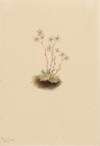 Sassifraga maculata (Saxifraga bronchialis) da Mary Vaux Walcott