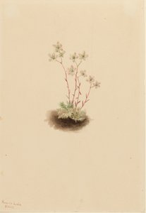 Sassifraga Maculata Saxifraga bronchialis, 1903 da Mary Vaux Walcott