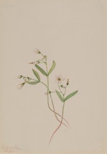 Bellezza di primavera (Claytonia lanceolata) da Mary Vaux Walcott