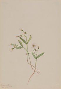 Bellezza primaverile Claytonia lanceolata, 1916 da Mary Vaux Walcott