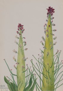 Cavolo indiano Caulanthus inflatus, 1935