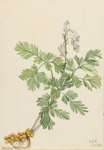 Mais scoiattolo (Bikukulla canadensis) da Mary Vaux Walcott