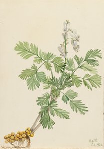 Squirrel Corn Bikukulla canadensis, 1920 da Mary Vaux Walcott