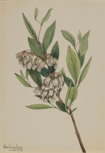 Cespuglio di pali (Pieris mariana) da Mary Vaux Walcott