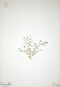 Stelleria leata da Mary Vaux Walcott