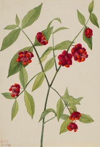 Cespuglio di fragole-cuori che scoppiano d