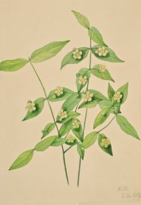 Euonymus americanus, 1919 da Mary Vaux Walcott