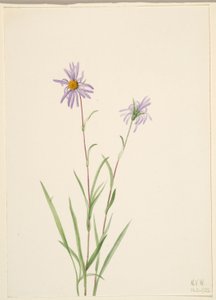 Aster paludoso (Aster paludosus) da Mary Vaux Walcott