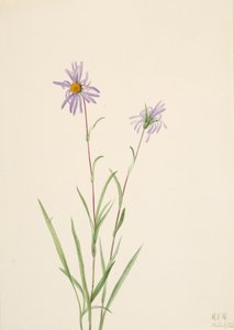 Aster palustre, 1922 da Mary Vaux Walcott