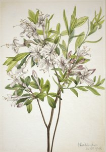 Azalea di palude (Azalea viscosa) da Mary Vaux Walcott