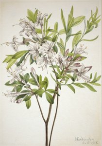 Azalea di palude Azalea viscosa, 1918 da Mary Vaux Walcott