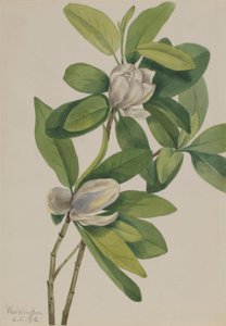 Magnolia delle paludi (Magnolia virginiana) da Mary Vaux Walcott